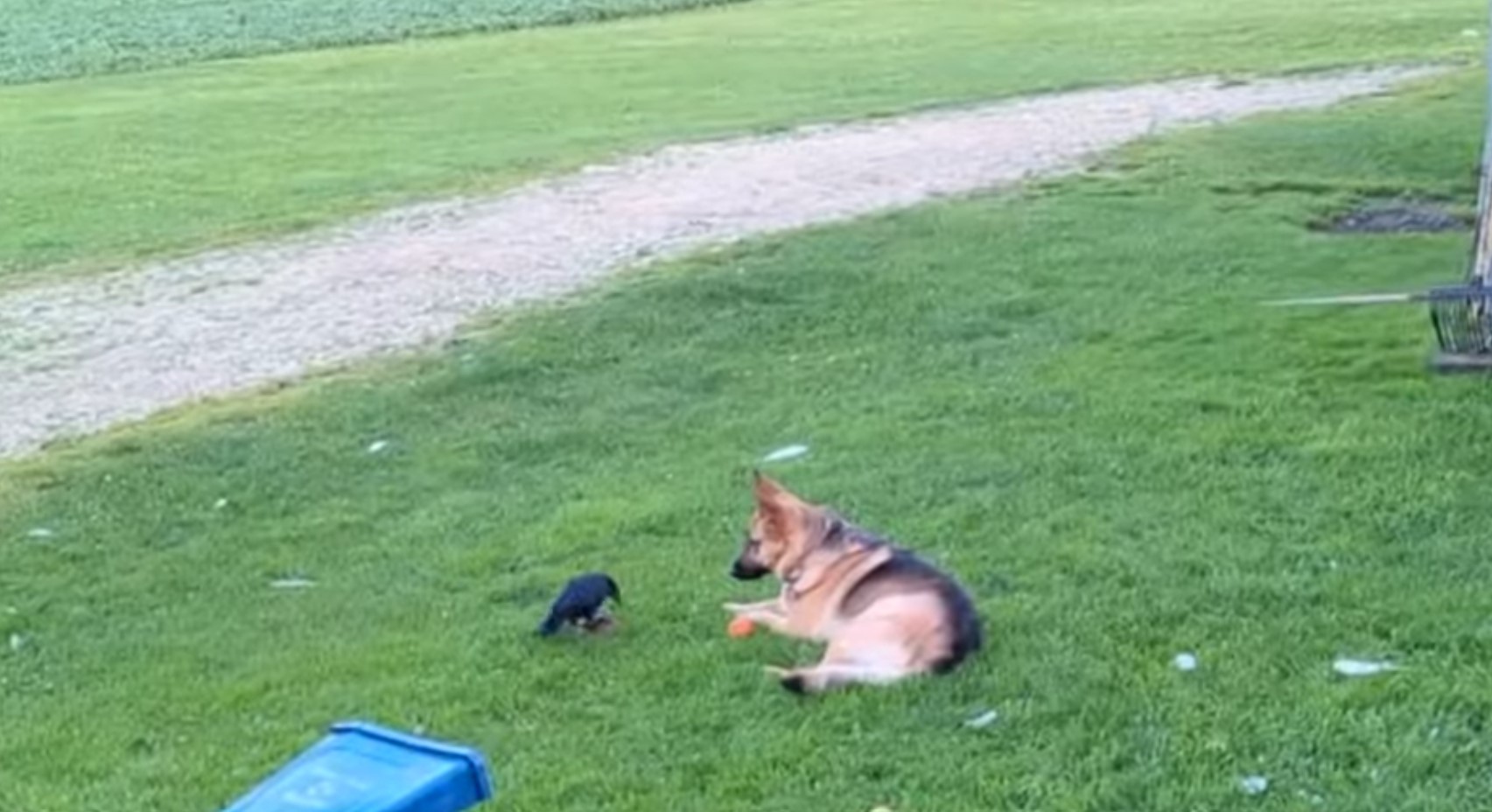 a dog is lying on the grass, a crow is standing next to it