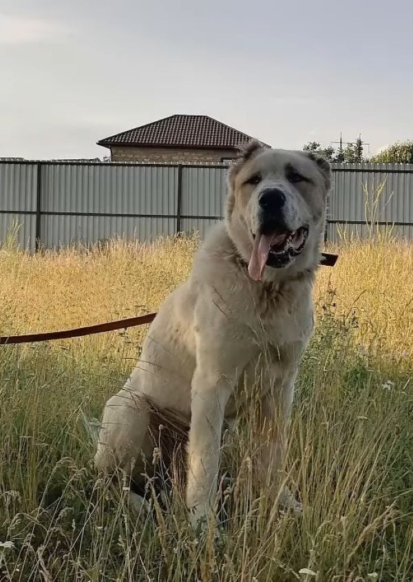 a dog on a leash sits in the grass with its tongue out