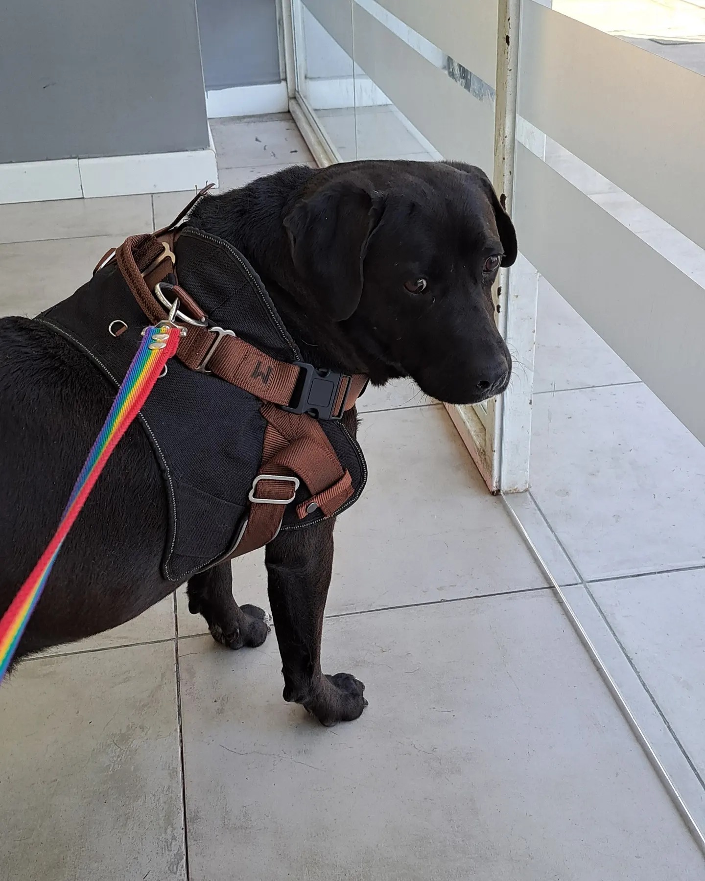 a dog on a leash stands in front of the door and looks around