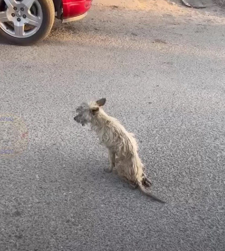 a dog on the street