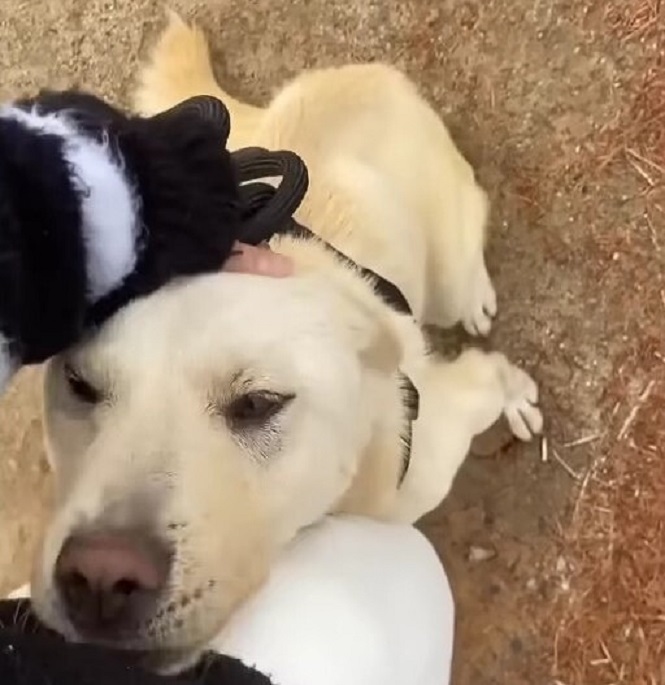 a dog resting its head on a woman's leg