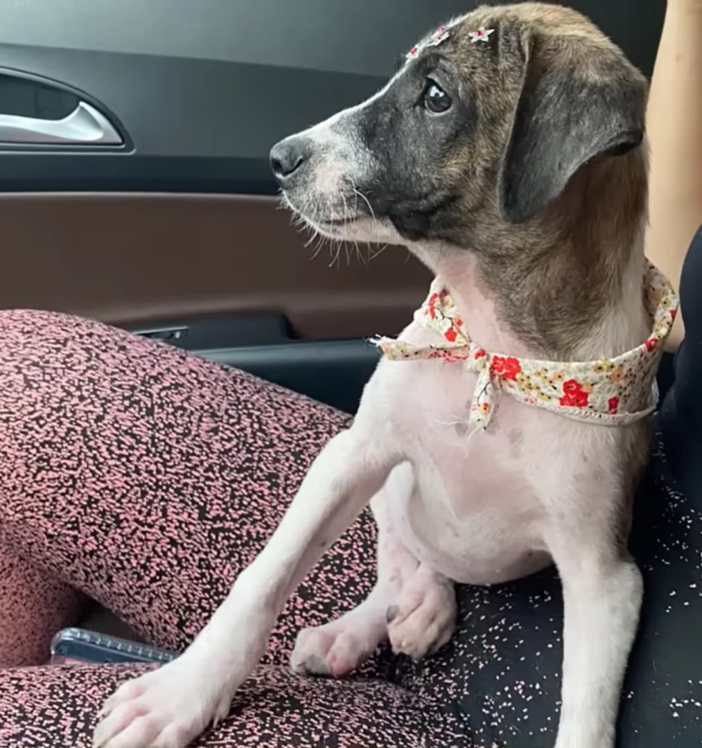 a dog rides in a car on a woman's lap