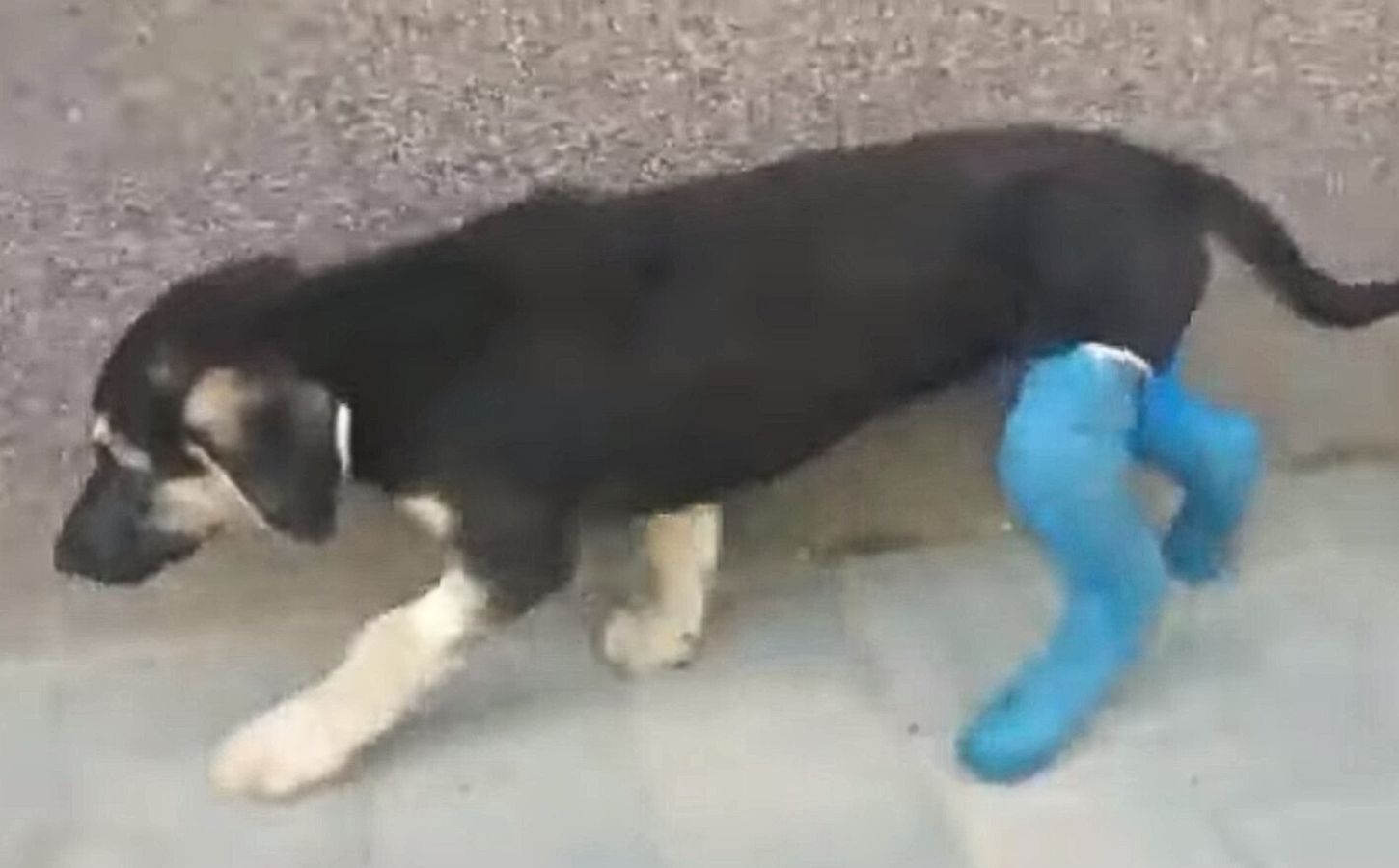 a dog walks with socks on its hind paws