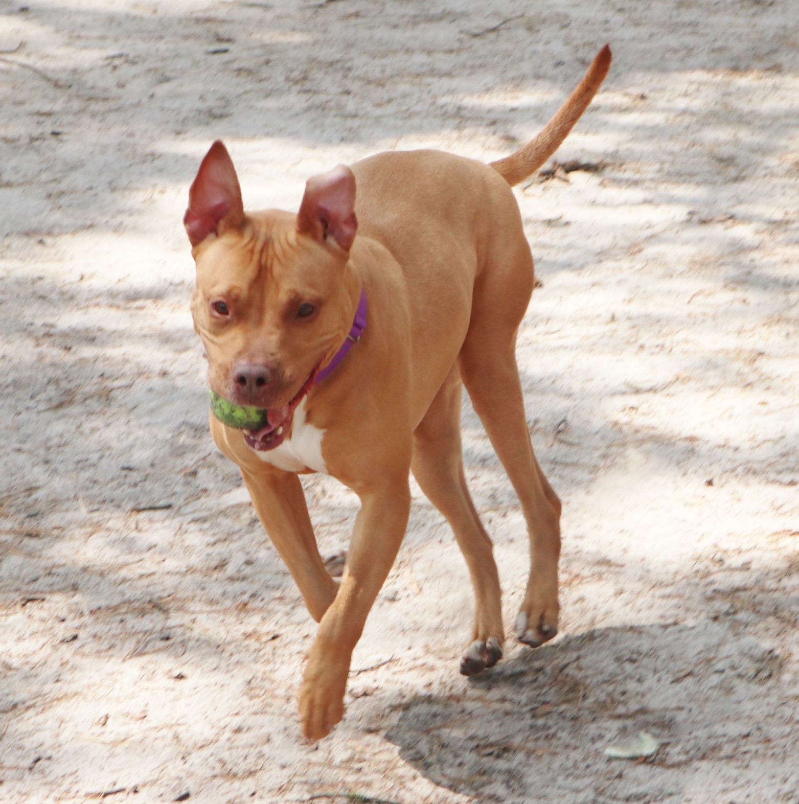 a dog with a ball in its mouth is running