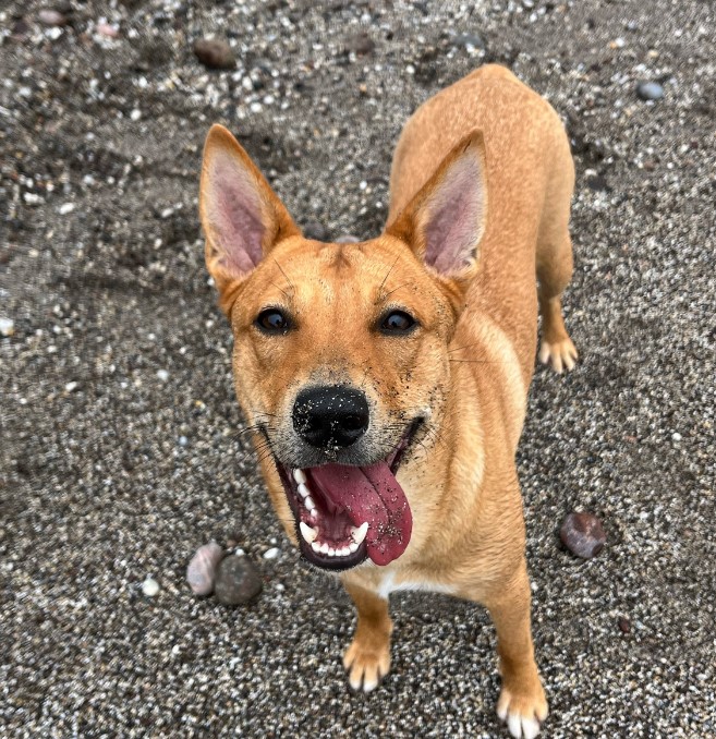 a dog with black eyes stands on the sand and looks at the camera