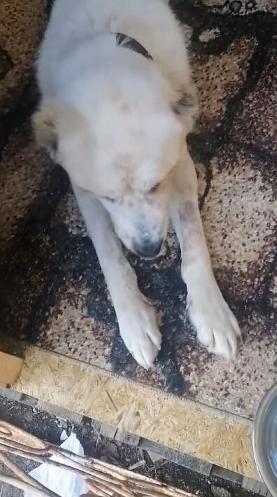 a dog with outstretched front paws sits on the pavement