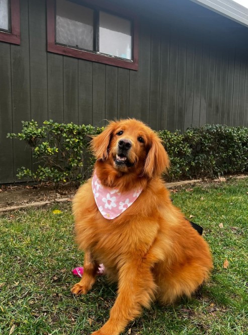 a golden retriever sits on the grass and looks ahead