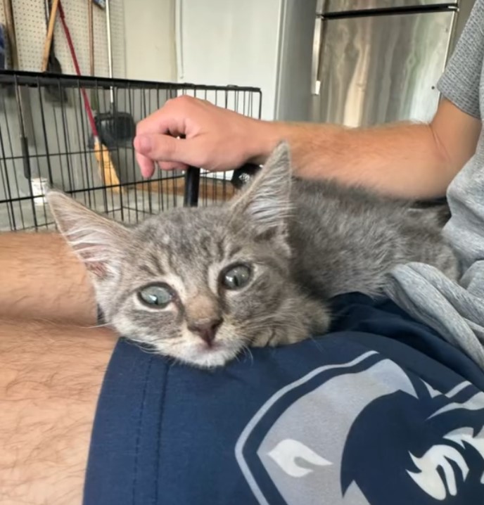 a kitten lies on a man's lap