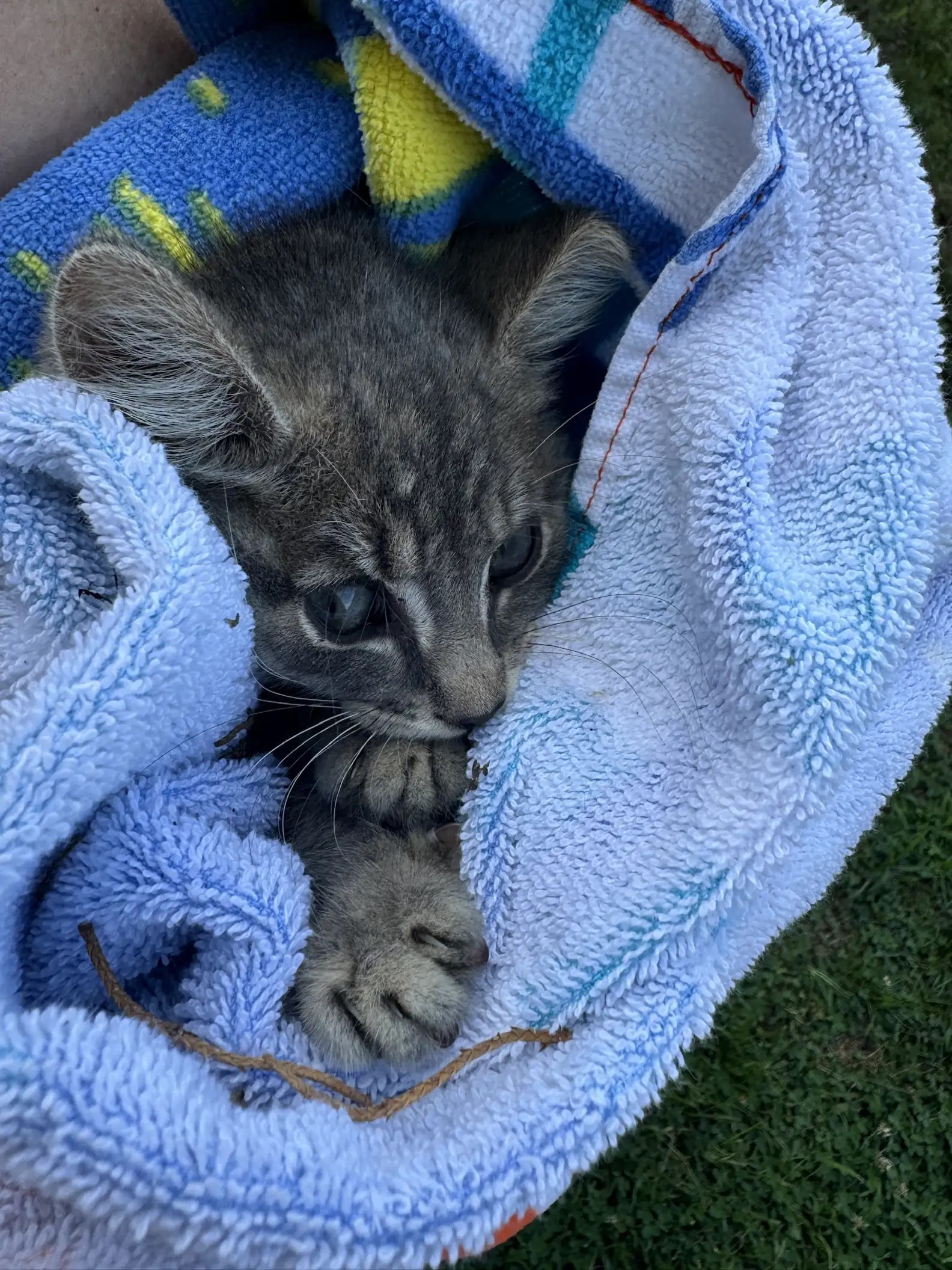 a kitten wrapped in a blue towel