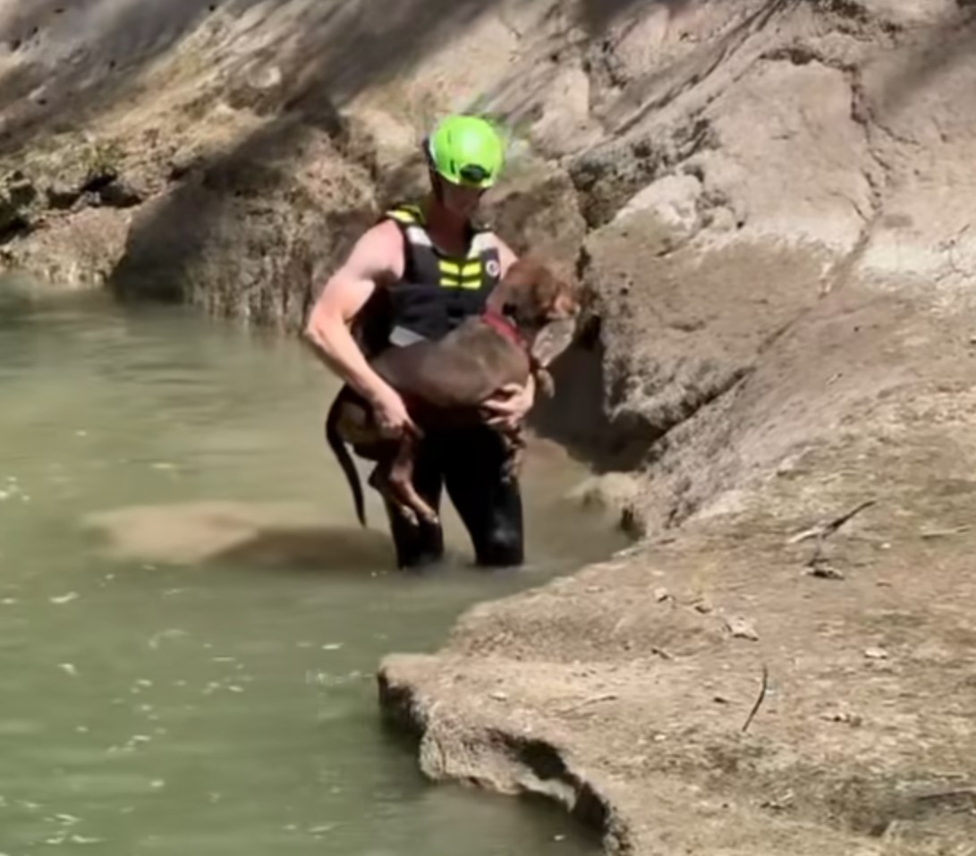 a man carries a dog with water