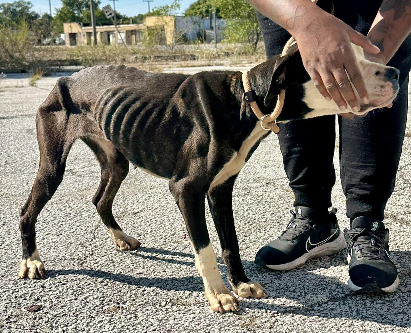 a man examines an abandoned dog