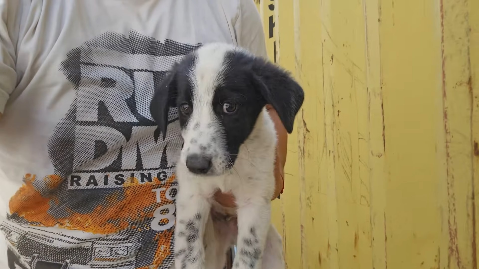 a man holding puppy