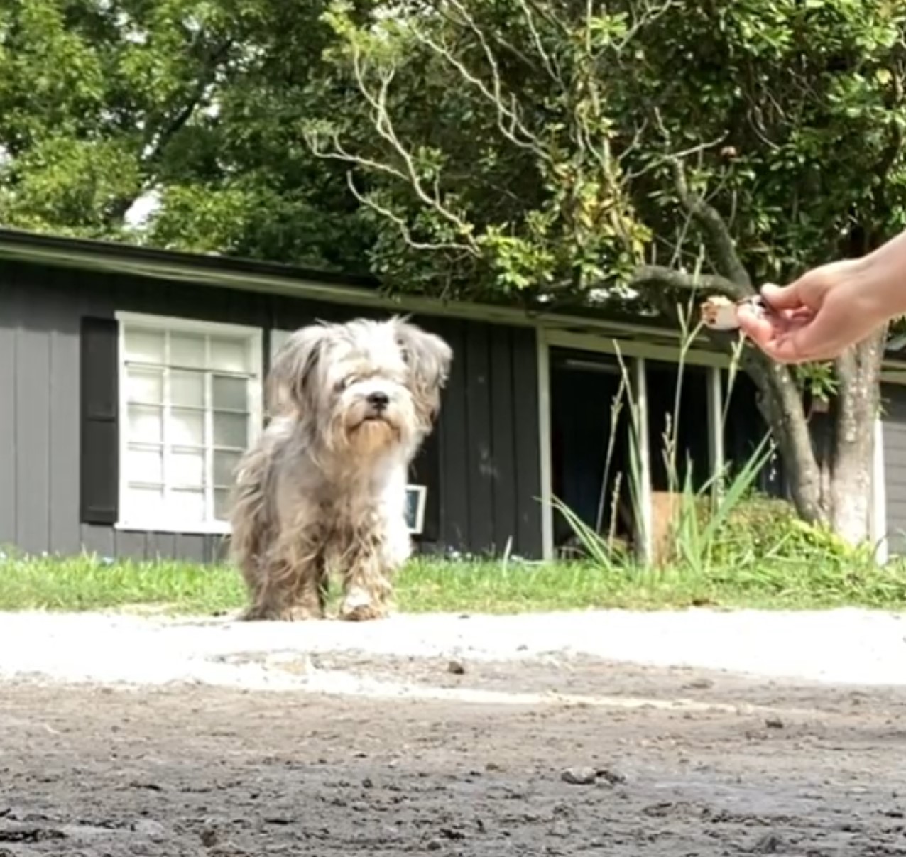 a man offers food to a dog