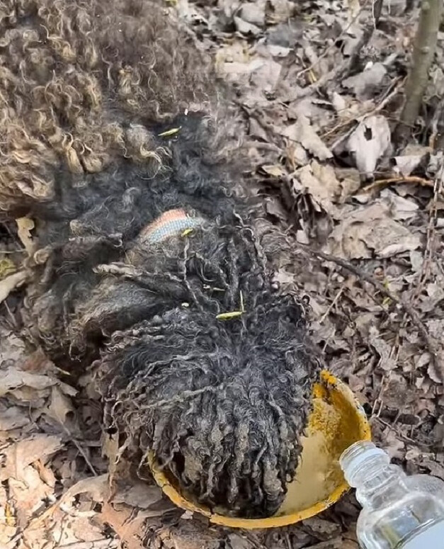 a man pours water into a bowl for a found dog