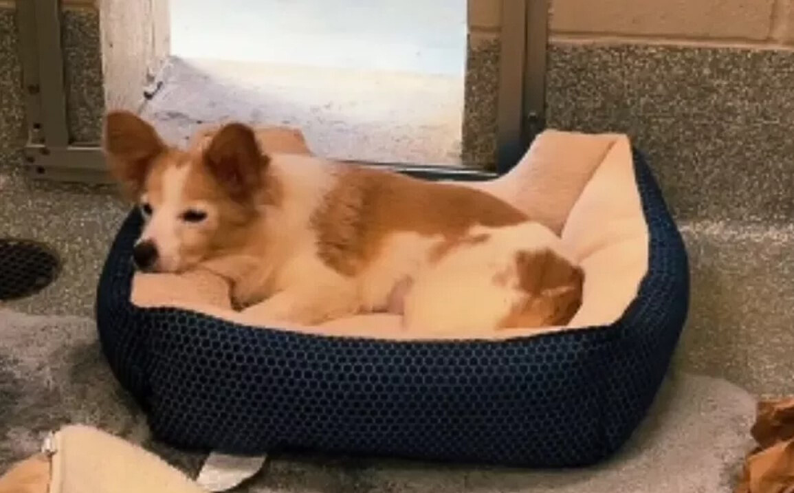 a sad dog is lying on a pillow