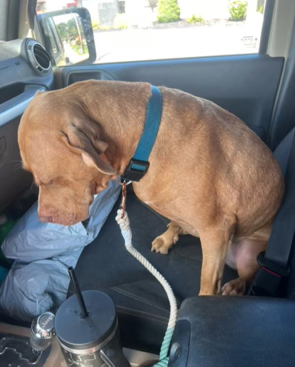 a sad dog sits on the car seat