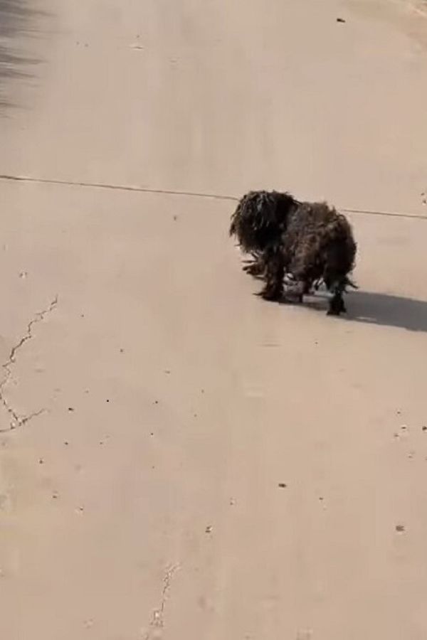 a shaggy abandoned dog on the street