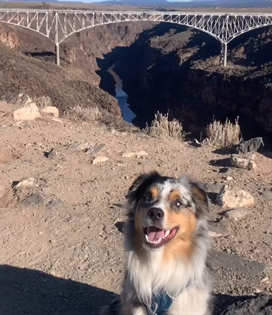 a smiling dog stands on a hill