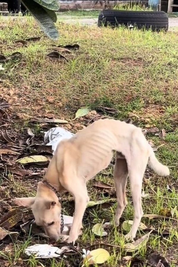 a starving dog on a chain