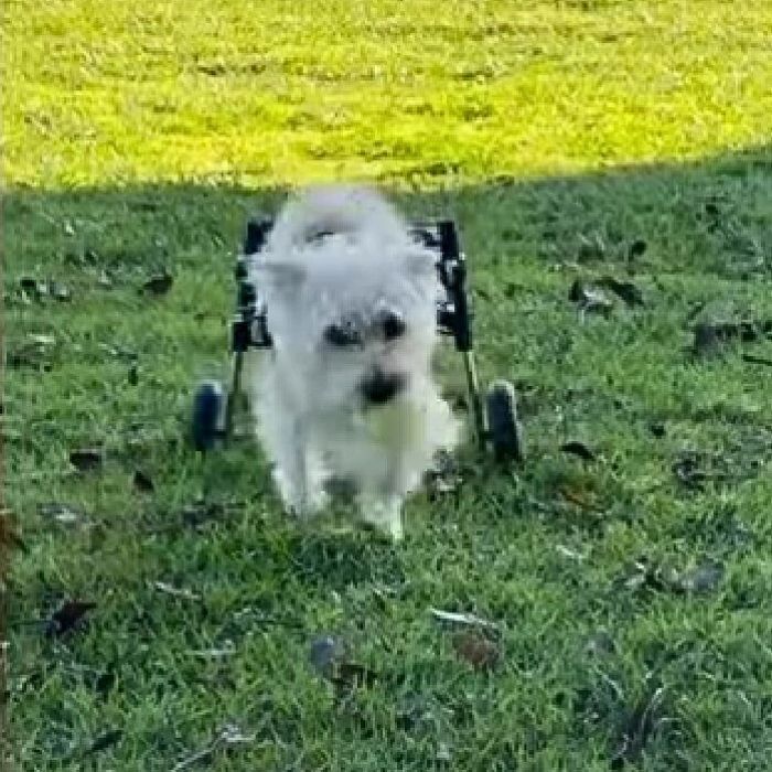 a white dog with a wheelchair