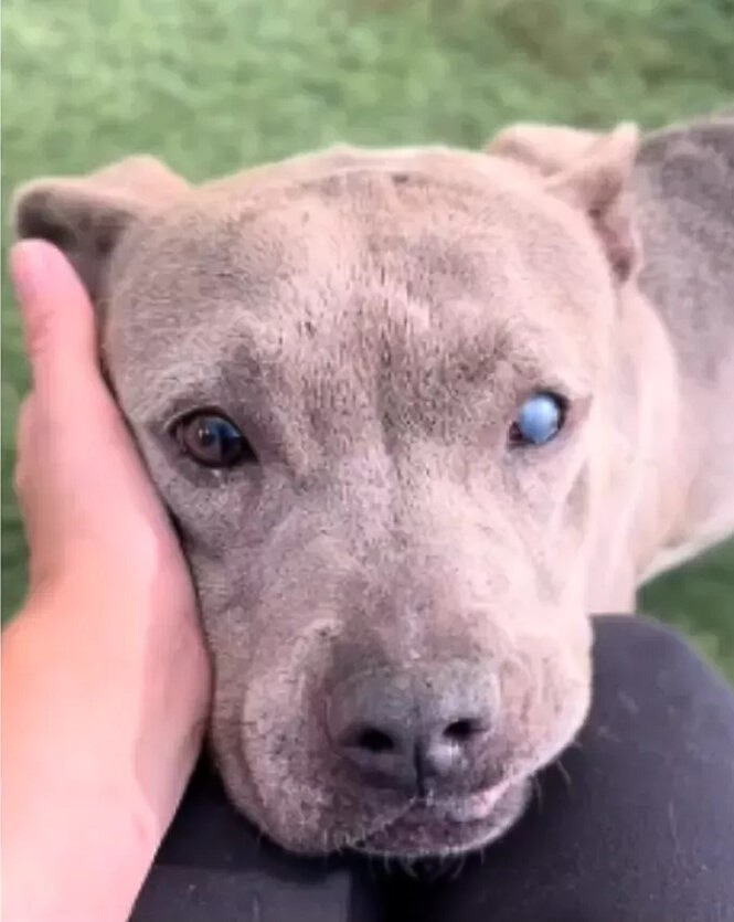 a woman caresses a dog with one gray eye