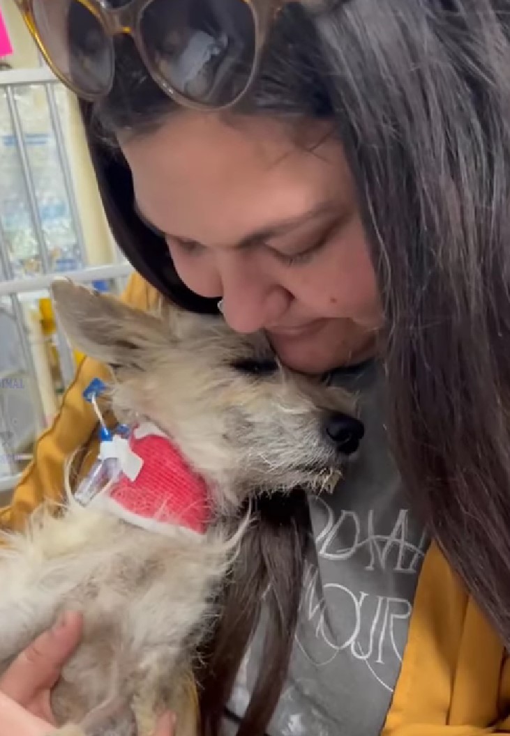 a woman holds a sick dog in her arms