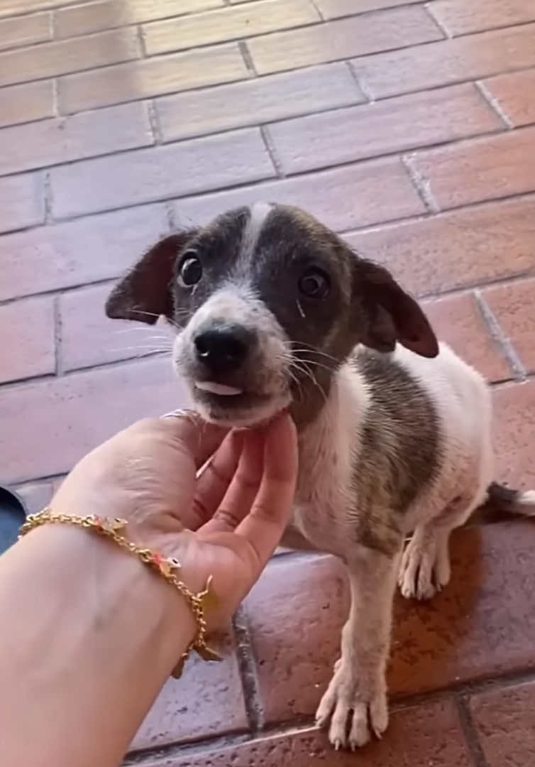 a woman is petting a cute dog sitting in front of her