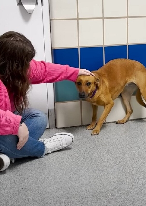 a woman is sitting on the floor and petting a dog