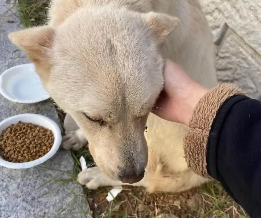 a woman petting a dog with her head down