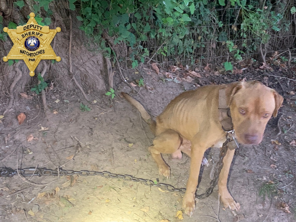 abandoned dog and tied to a tree