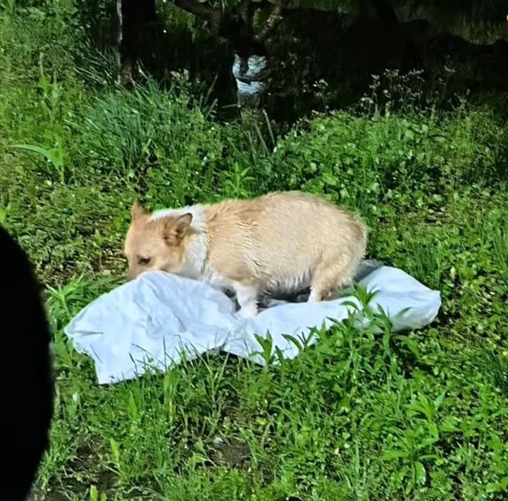 abandoned dog outdoor on the sack standing