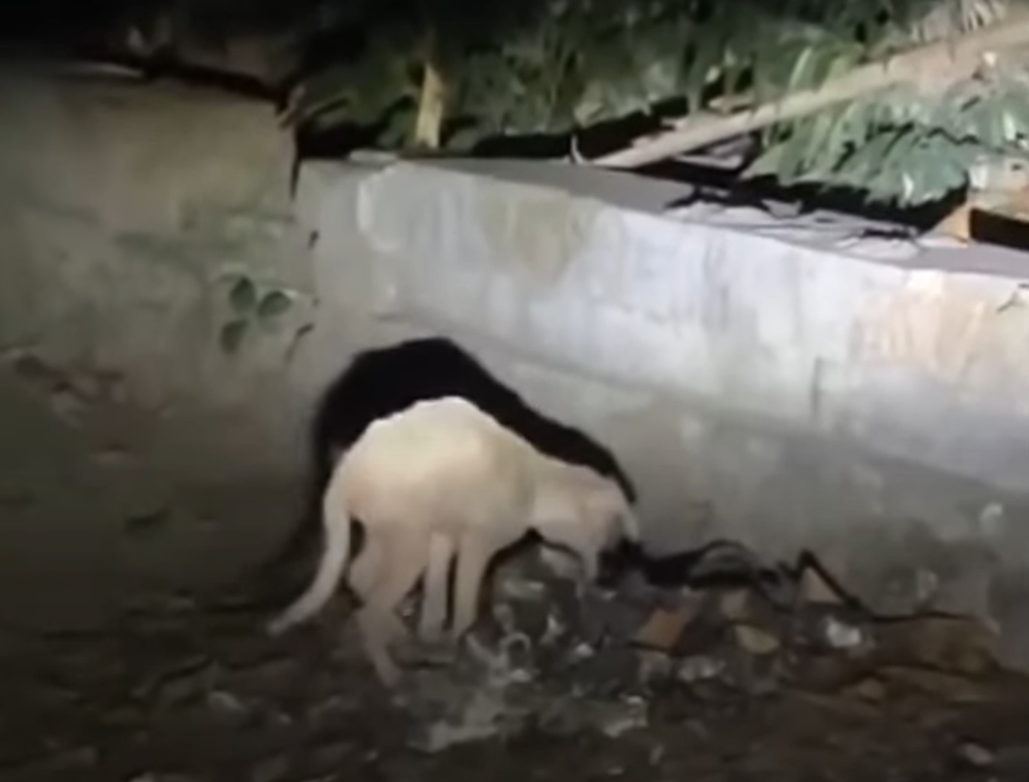 abandoned dog outdoor on the trash