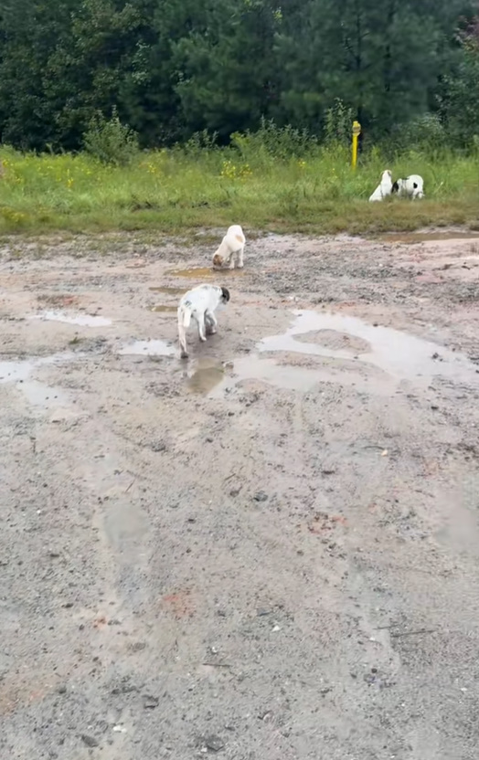 abandoned dogs outdoor in the mud