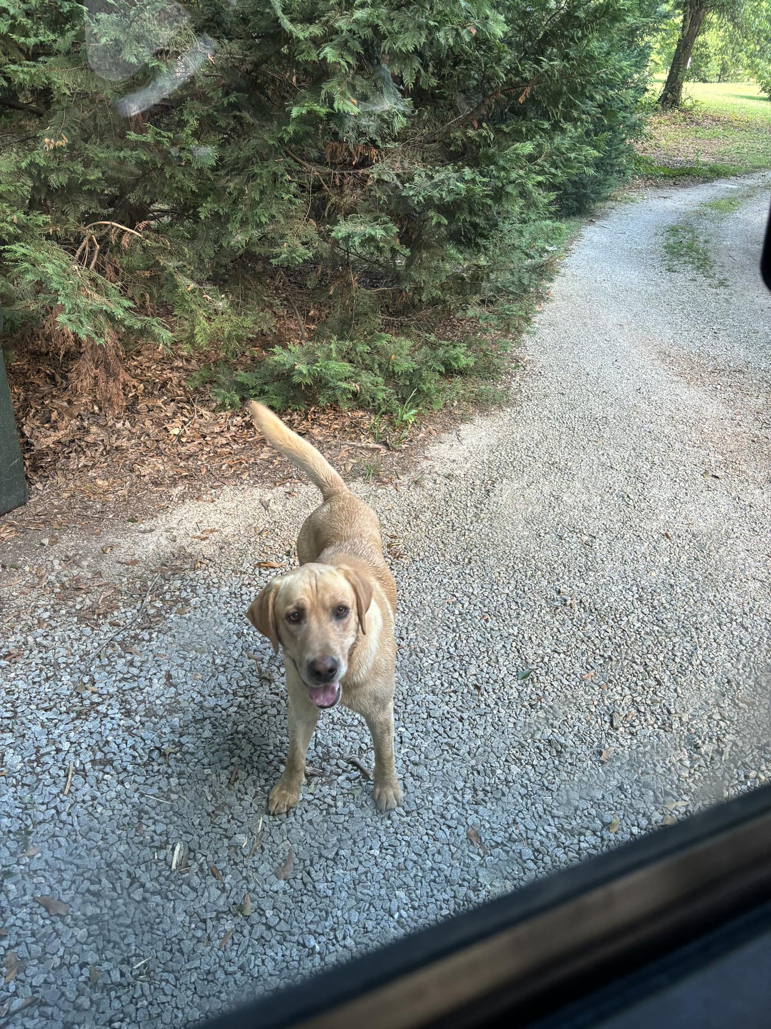 abandoned pup