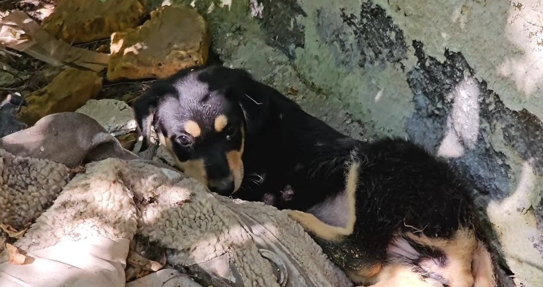 abandoned puppy lying on the garbage