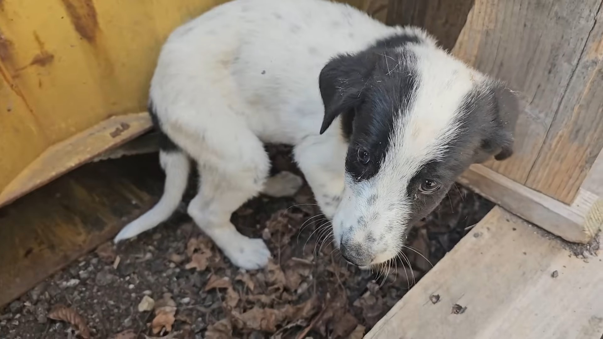 abandoned puppy standing in fear