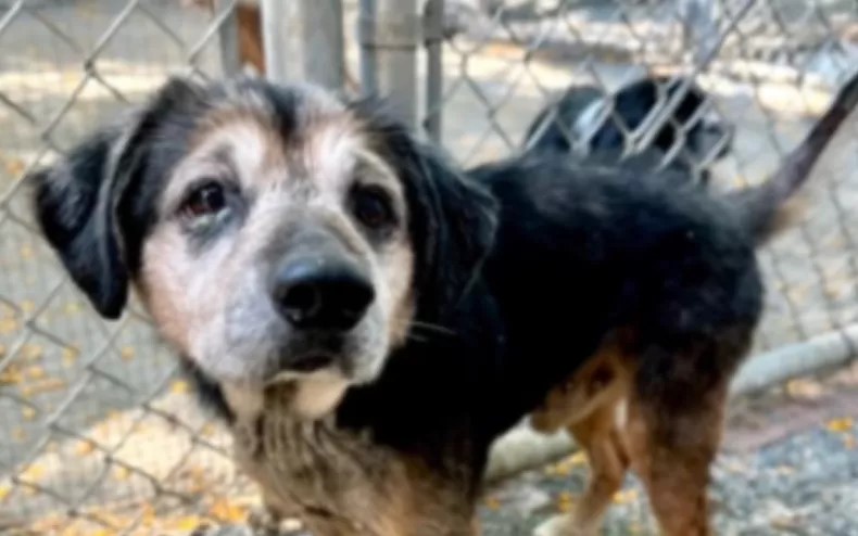 abandoned senior dog