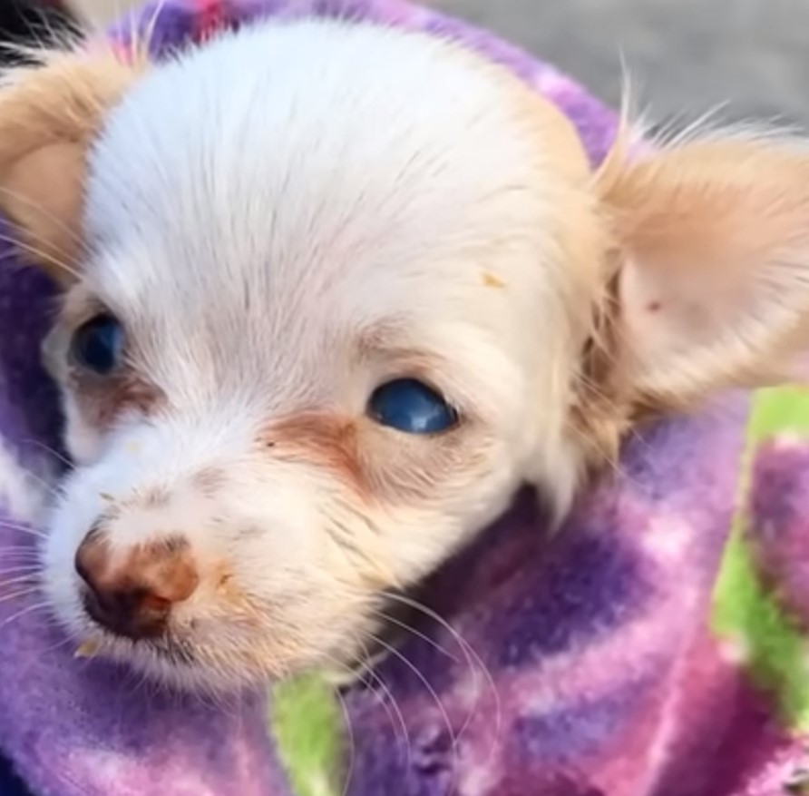 abandoned white puppy