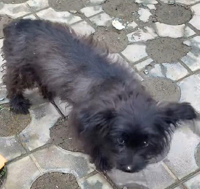 adorable black dog on street