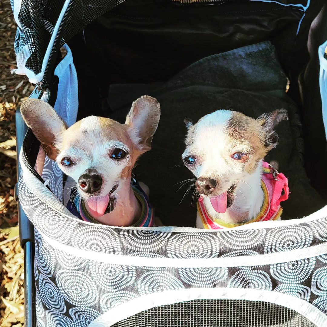 adorable chihuahuas