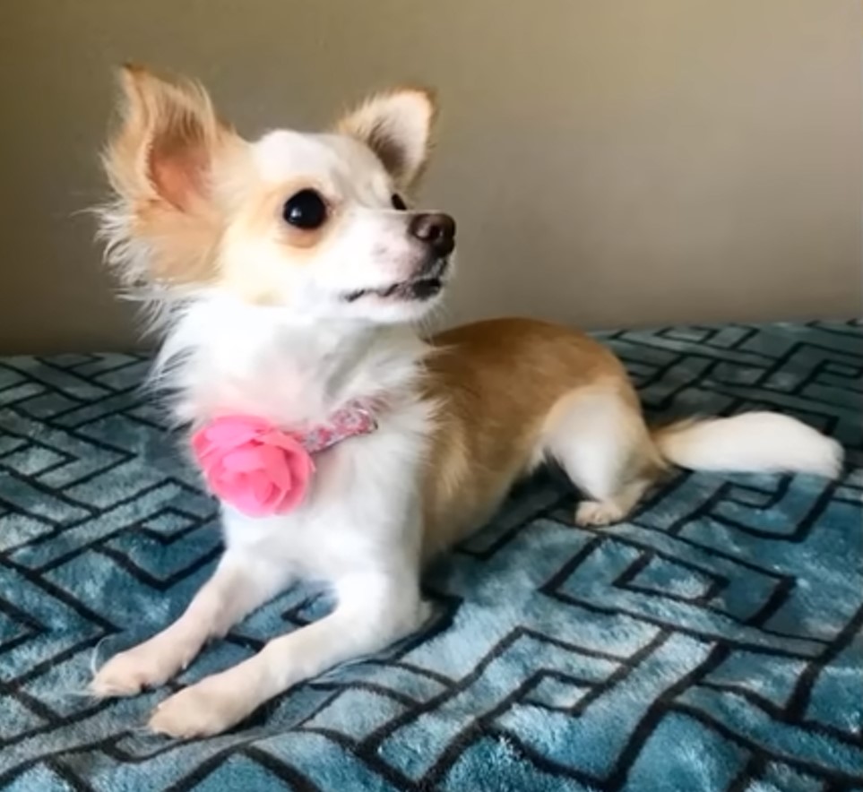 adorable dog laying on a bed