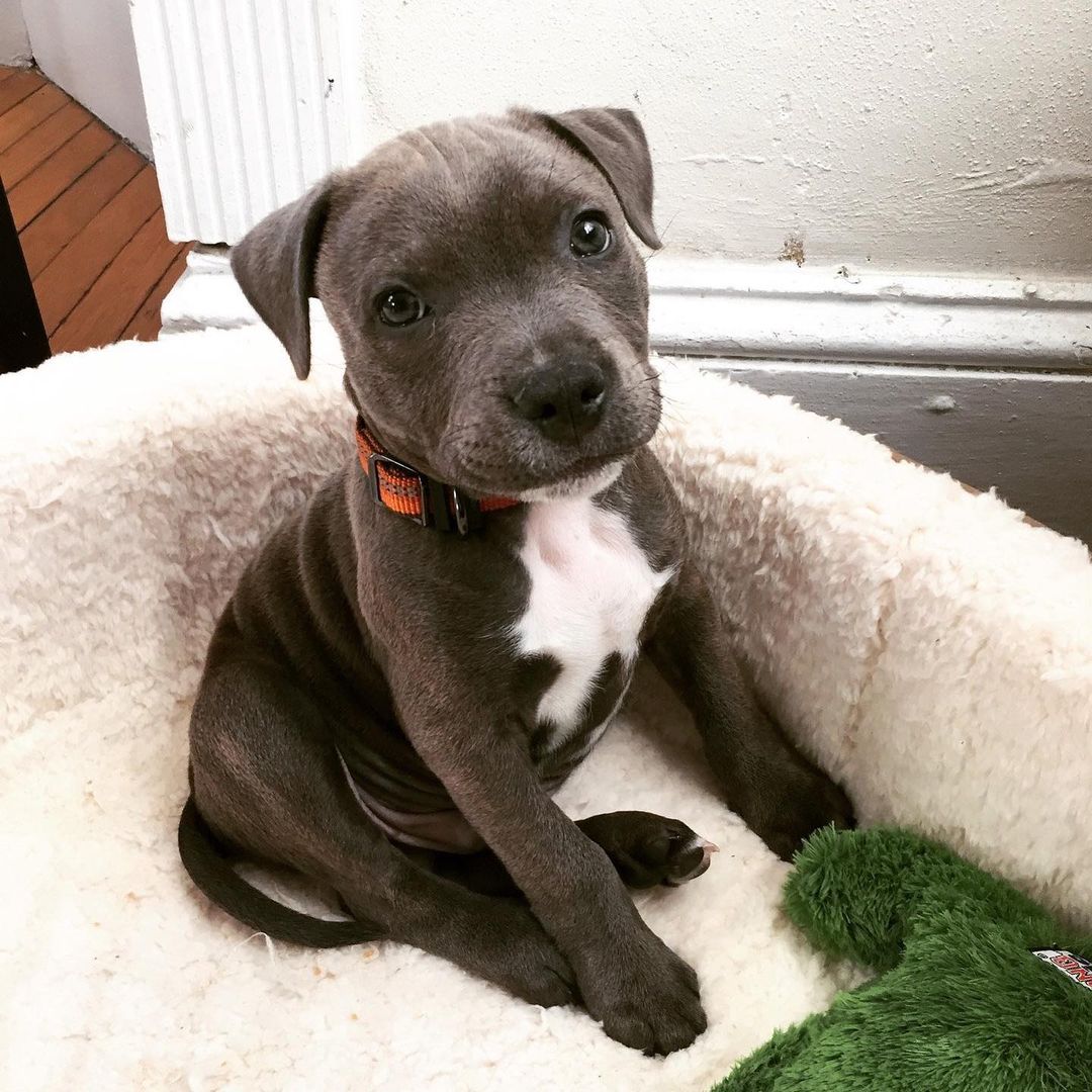 adorable dog sitting in house