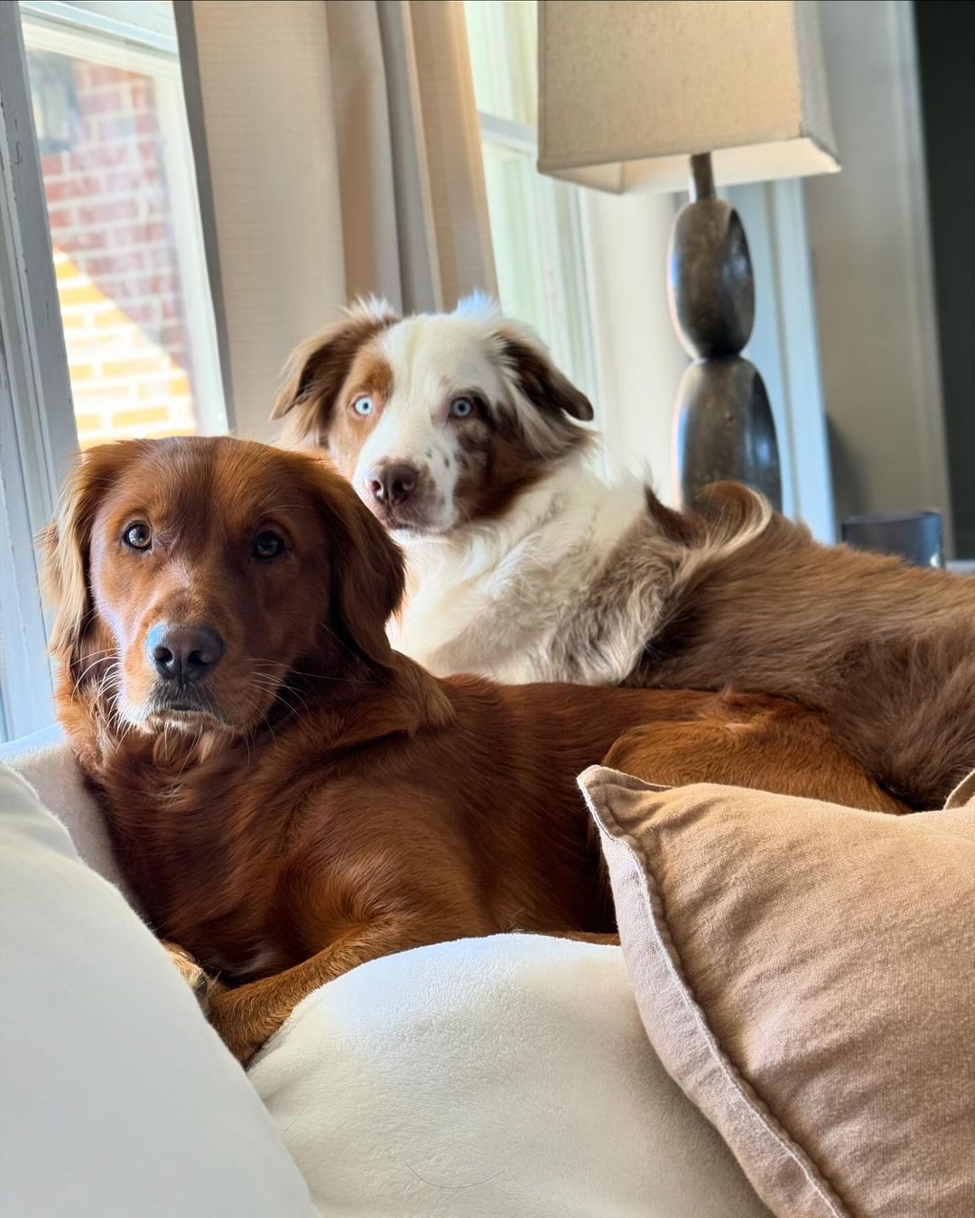 adorable dogs laying on the couch