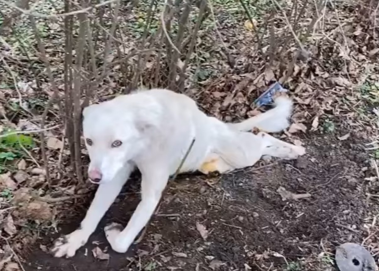 Adorable Dog Paralyzed In Hit-And-Run Refuses To Lose His Happy And ...