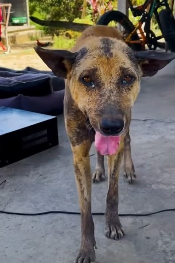 adorable stray dog