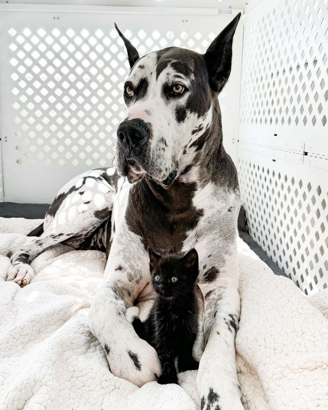 adult dog and cute kitten