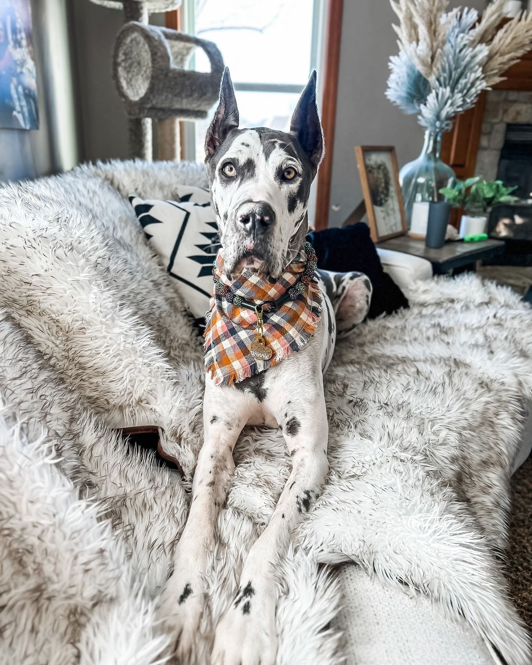 adult dog laying on a bed