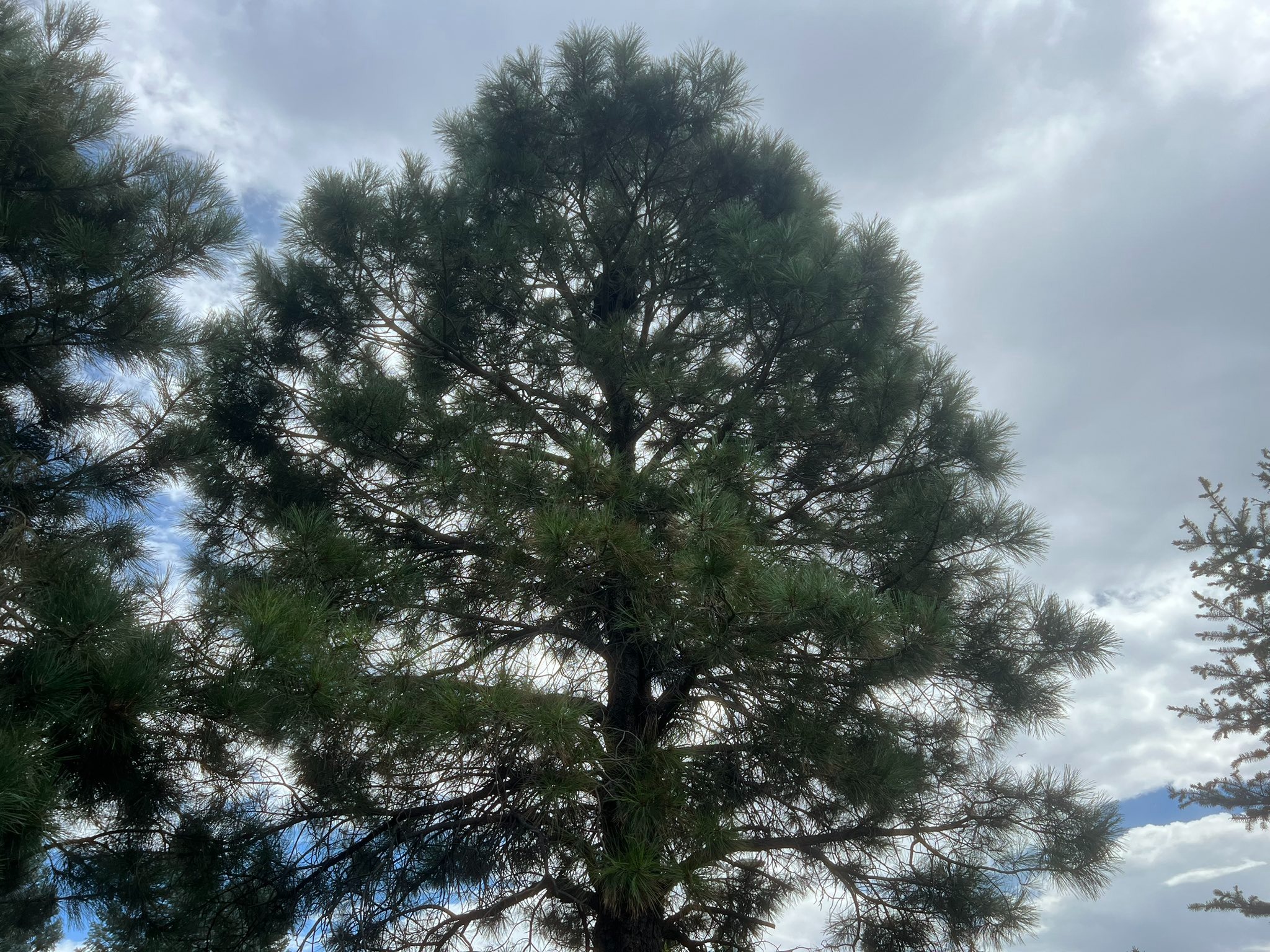 bear on the tree