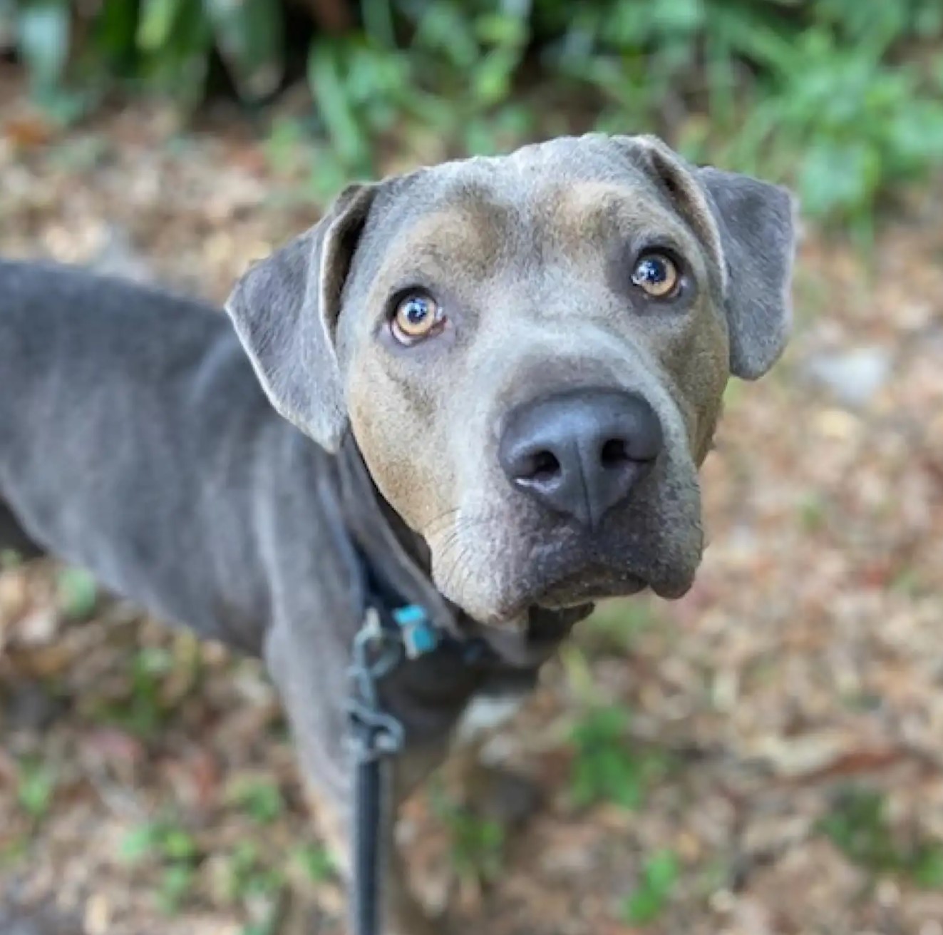 beautiful brown gray dog standing outdoor