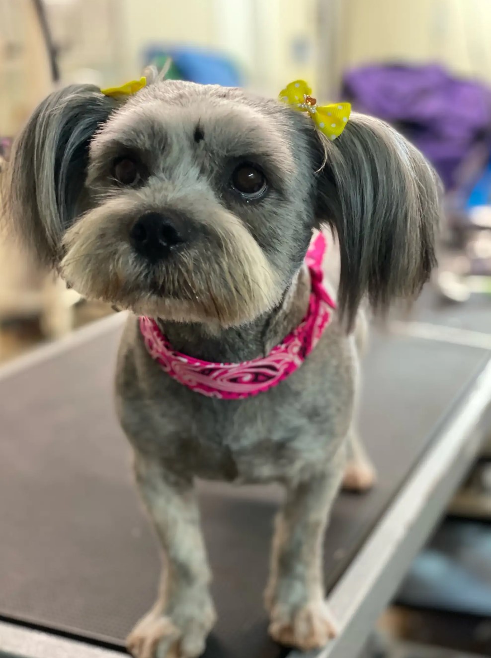 beautiful well-groomed dog